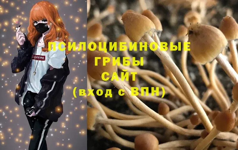 Галлюциногенные грибы Psilocybine cubensis  купить  сайты  Ивангород 